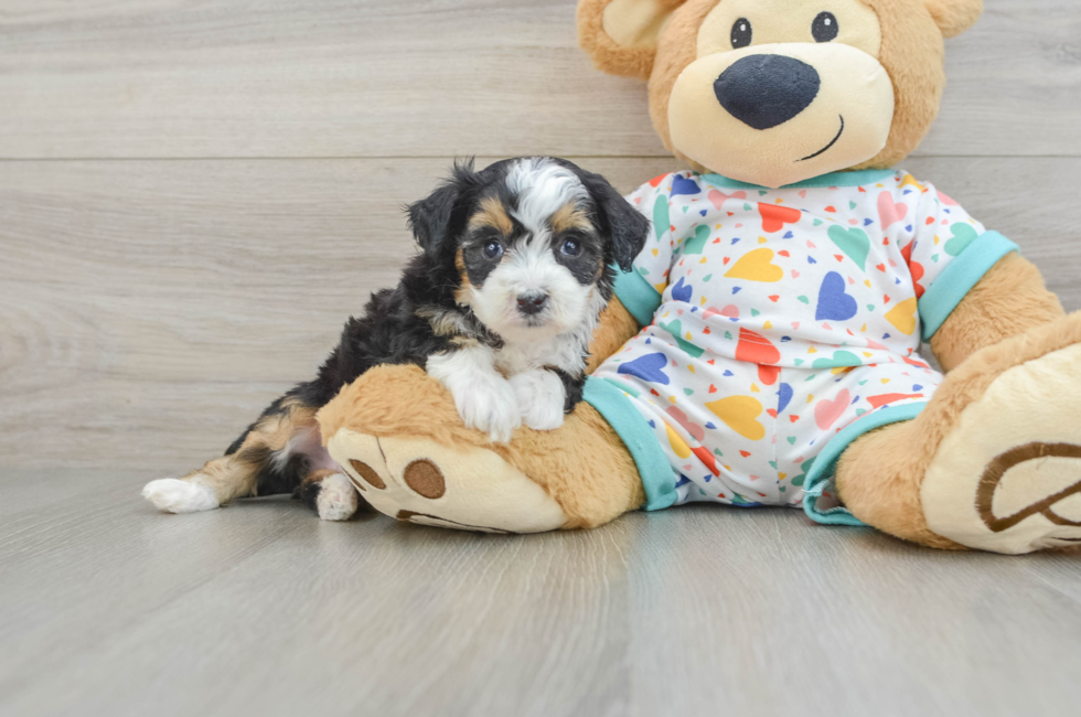5 week old Mini Aussiedoodle Puppy For Sale - Seaside Pups