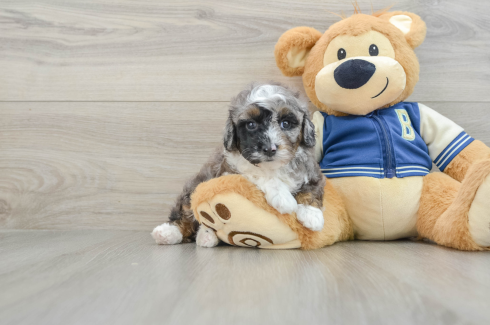 5 week old Mini Aussiedoodle Puppy For Sale - Seaside Pups