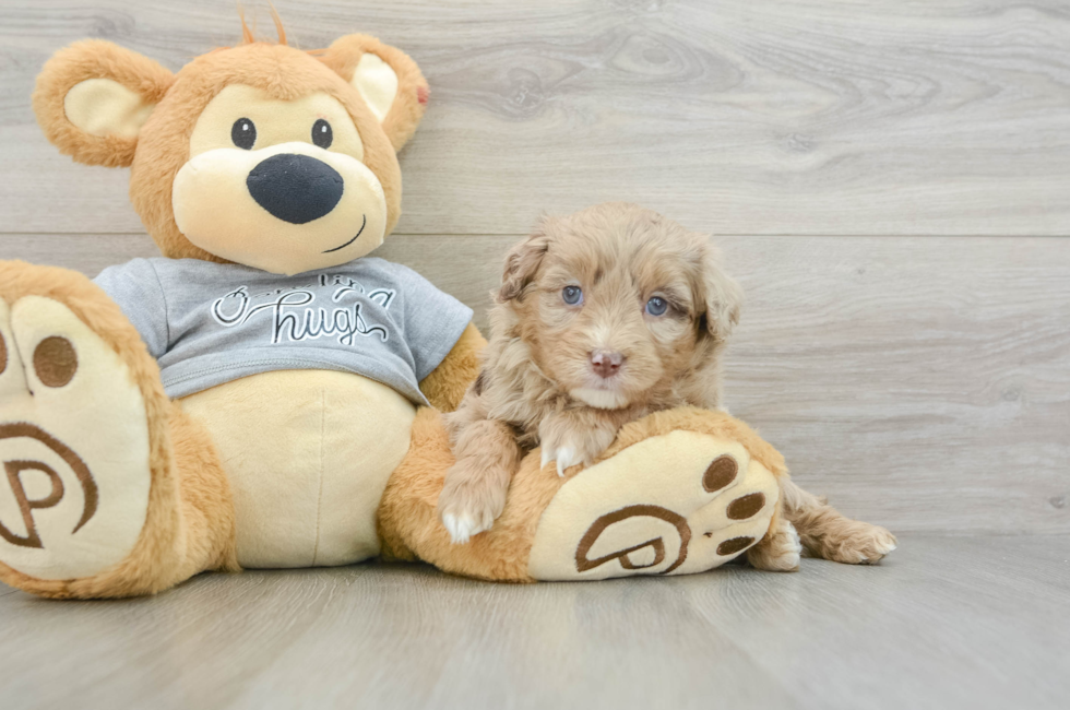 6 week old Mini Aussiedoodle Puppy For Sale - Seaside Pups