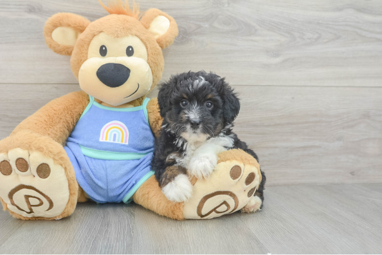 Energetic Aussie Poo Poodle Mix Puppy