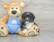 8 week old Mini Aussiedoodle Puppy For Sale - Seaside Pups