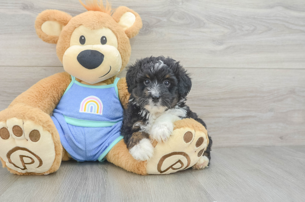 5 week old Mini Aussiedoodle Puppy For Sale - Seaside Pups