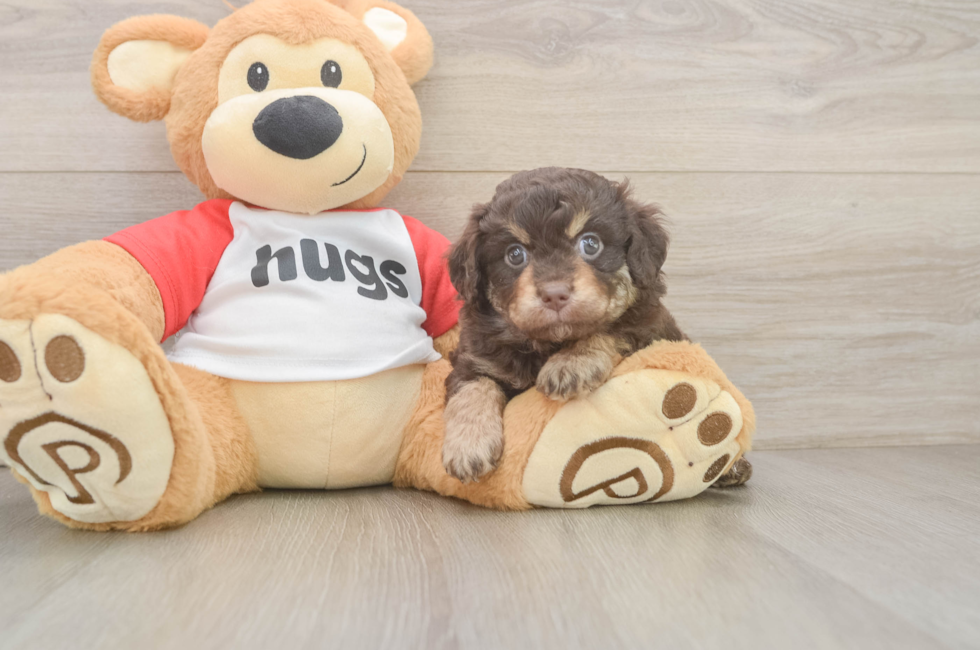 5 week old Mini Aussiedoodle Puppy For Sale - Seaside Pups