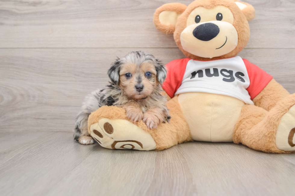 Friendly Mini Aussiedoodle Baby
