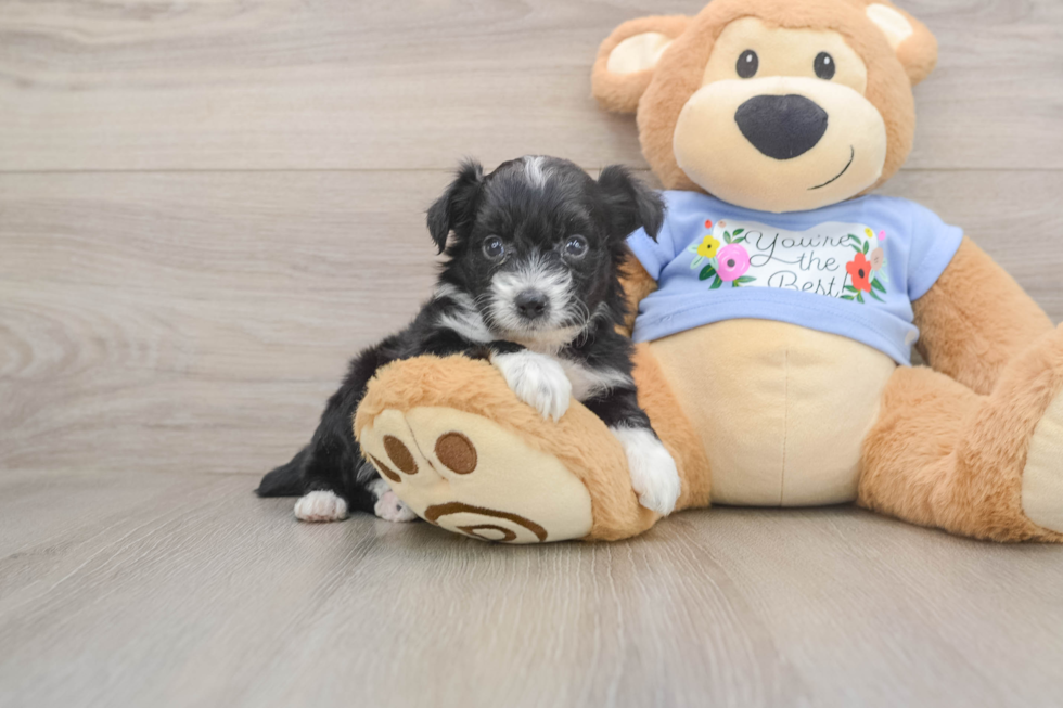 Mini Aussiedoodle Pup Being Cute