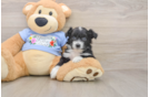 Best Mini Aussiedoodle Baby