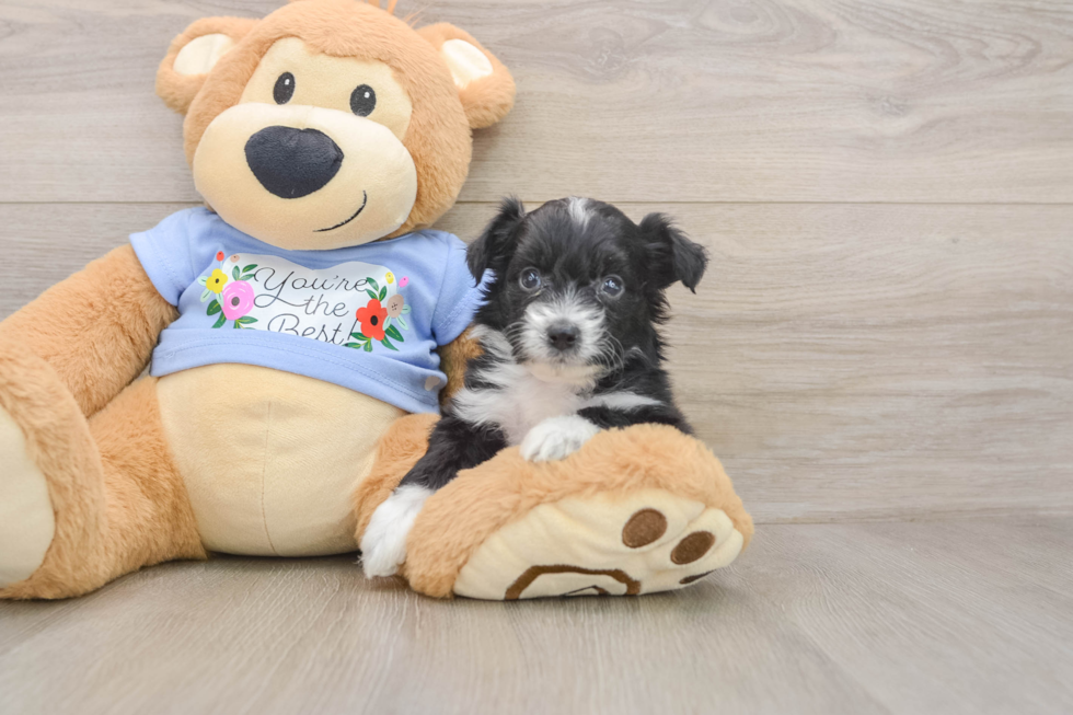 Best Mini Aussiedoodle Baby