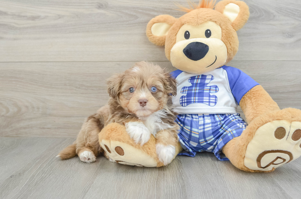 6 week old Mini Aussiedoodle Puppy For Sale - Seaside Pups