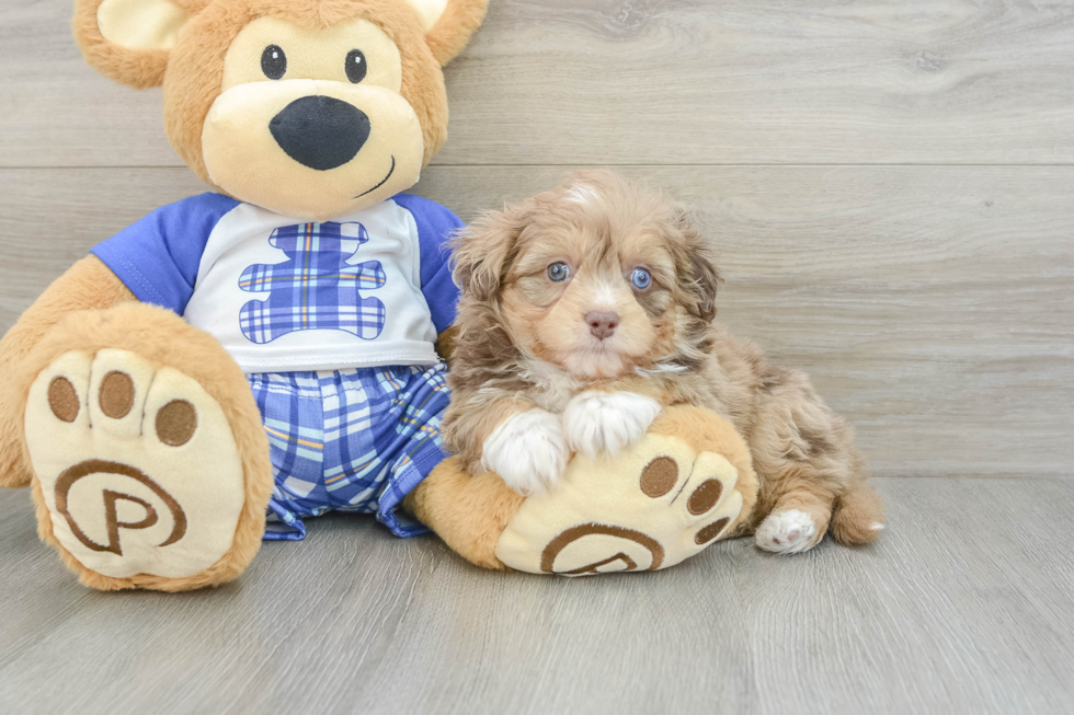 Smart Mini Aussiedoodle Poodle Mix Pup