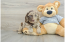 Mini Aussiedoodle Puppy for Adoption