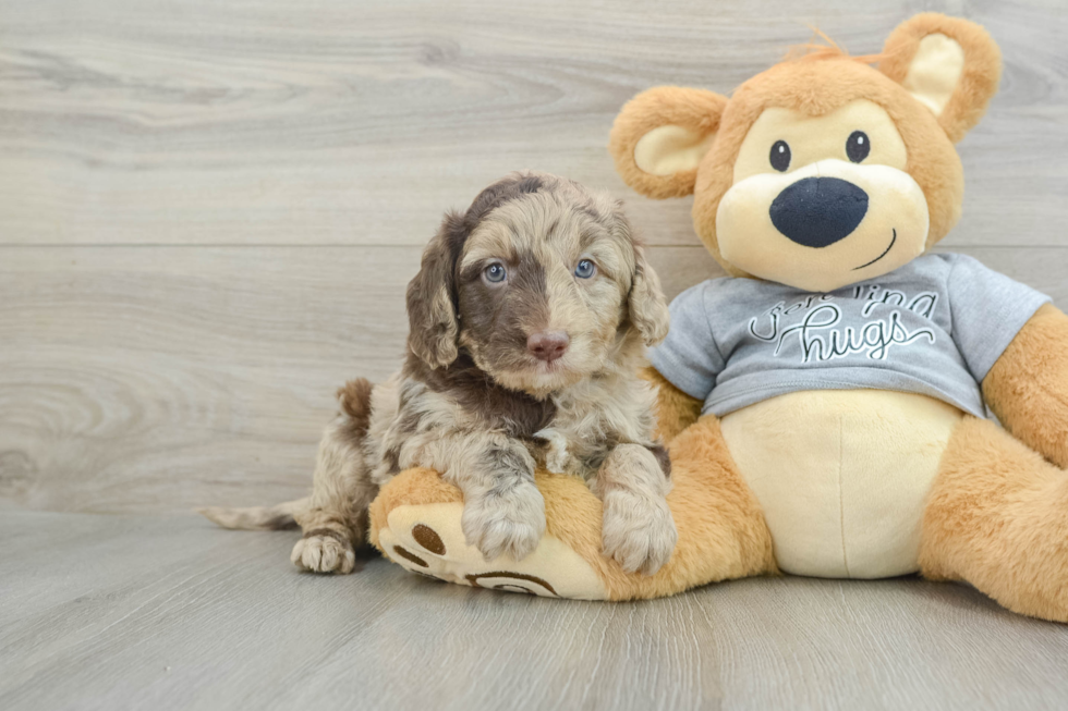 Mini Aussiedoodle Puppy for Adoption