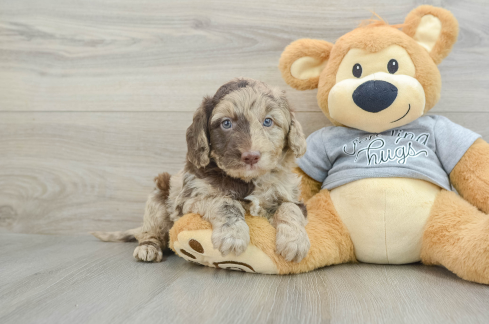 6 week old Mini Aussiedoodle Puppy For Sale - Seaside Pups