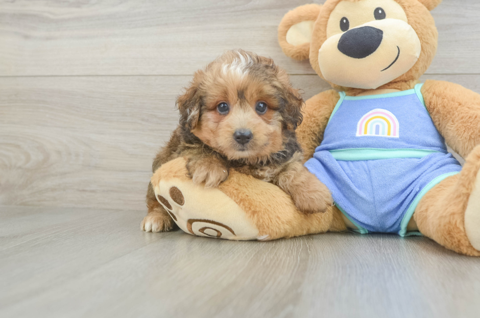 5 week old Mini Aussiedoodle Puppy For Sale - Seaside Pups