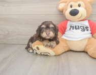 8 week old Mini Aussiedoodle Puppy For Sale - Seaside Pups