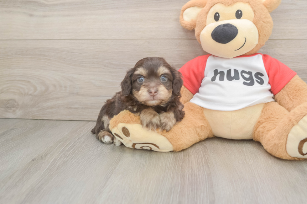 5 week old Mini Aussiedoodle Puppy For Sale - Seaside Pups