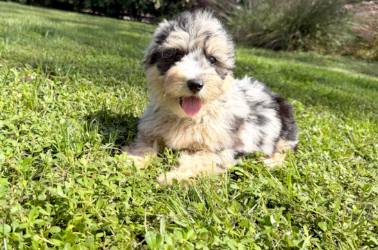 Mini Aussiedoodle Puppy for Adoption