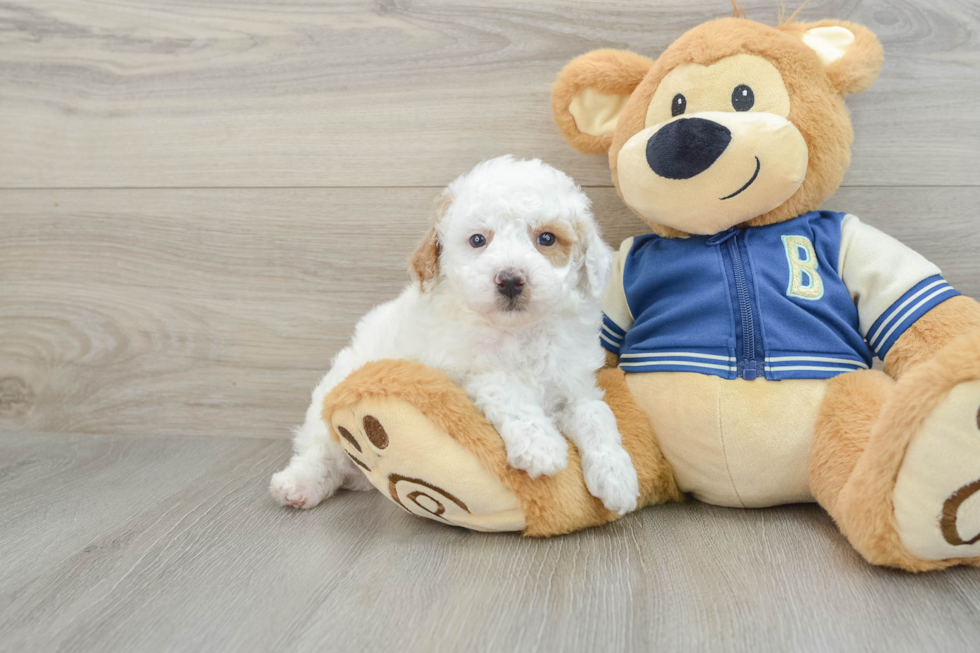 Best Mini Aussiedoodle Baby