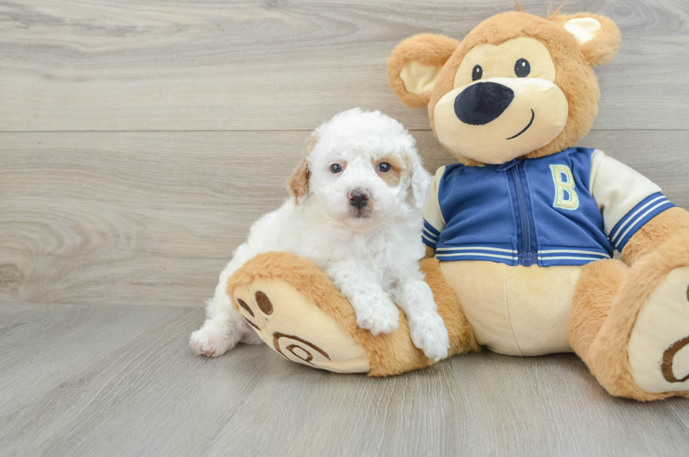 5 week old Mini Aussiedoodle Puppy For Sale - Seaside Pups