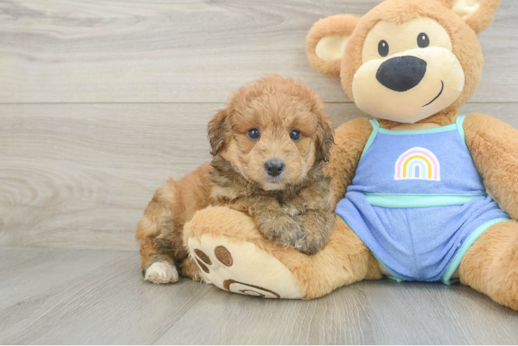 Mini Aussiedoodle Puppy for Adoption