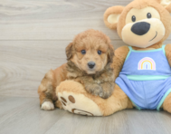 8 week old Mini Aussiedoodle Puppy For Sale - Seaside Pups