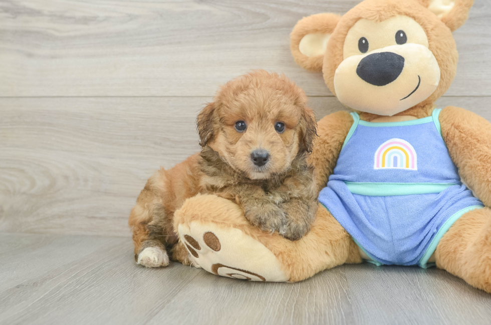 5 week old Mini Aussiedoodle Puppy For Sale - Seaside Pups
