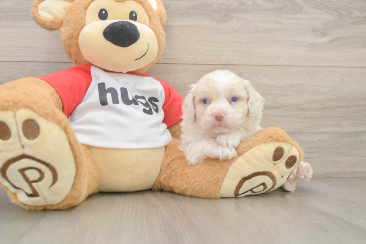 Mini Aussiedoodle Pup Being Cute