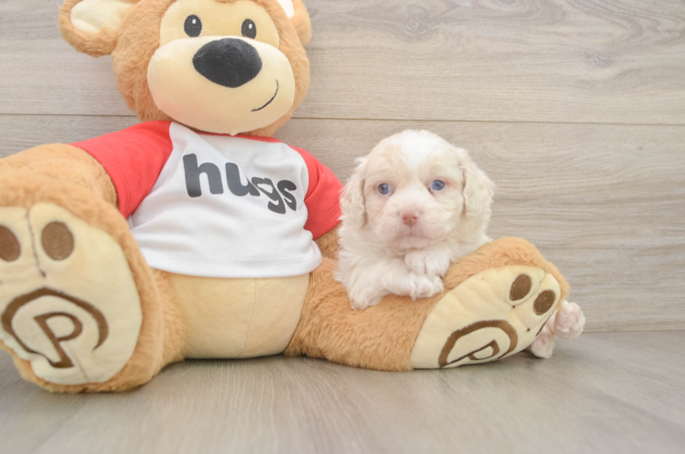 5 week old Mini Aussiedoodle Puppy For Sale - Seaside Pups