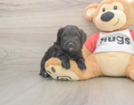 7 week old Mini Aussiedoodle Puppy For Sale - Seaside Pups