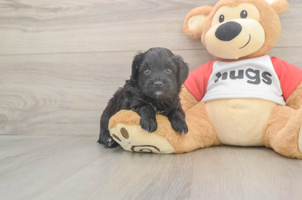 5 week old Mini Aussiedoodle Puppy For Sale - Seaside Pups