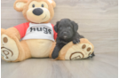 Happy Mini Aussiedoodle Baby