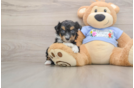 Best Mini Aussiedoodle Baby