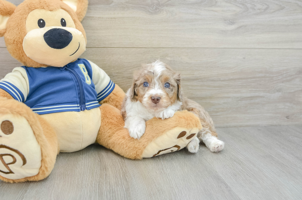 5 week old Mini Aussiedoodle Puppy For Sale - Seaside Pups