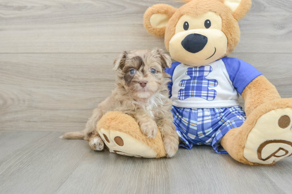 6 week old Mini Aussiedoodle Puppy For Sale - Seaside Pups