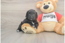 Friendly Mini Aussiedoodle Baby