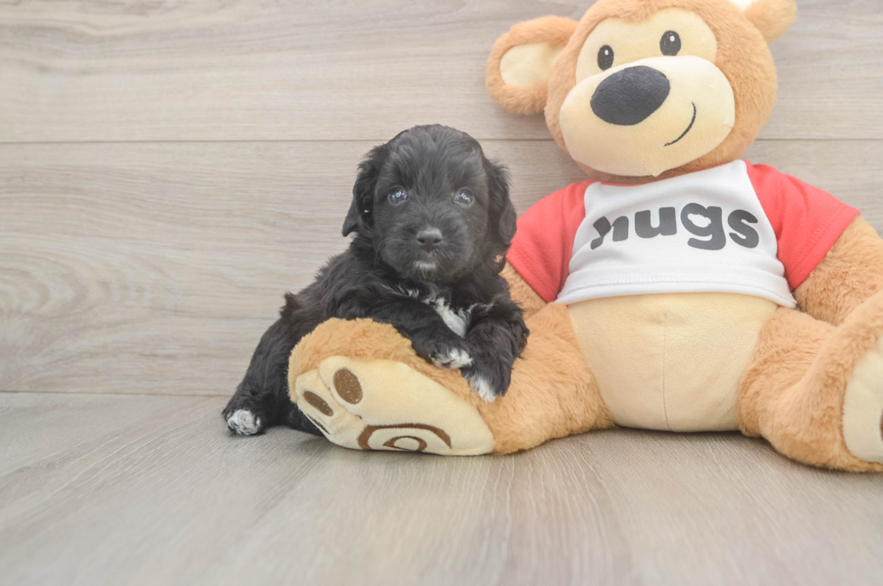 5 week old Mini Aussiedoodle Puppy For Sale - Seaside Pups