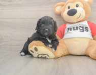6 week old Mini Aussiedoodle Puppy For Sale - Seaside Pups 6 week old Mini Aussiedoodle Puppy For Sale - Seaside Pups