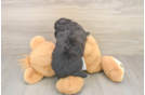 Best Mini Aussiedoodle Baby