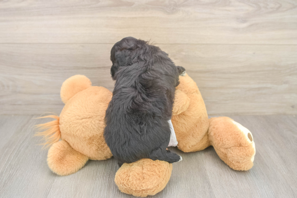 Best Mini Aussiedoodle Baby