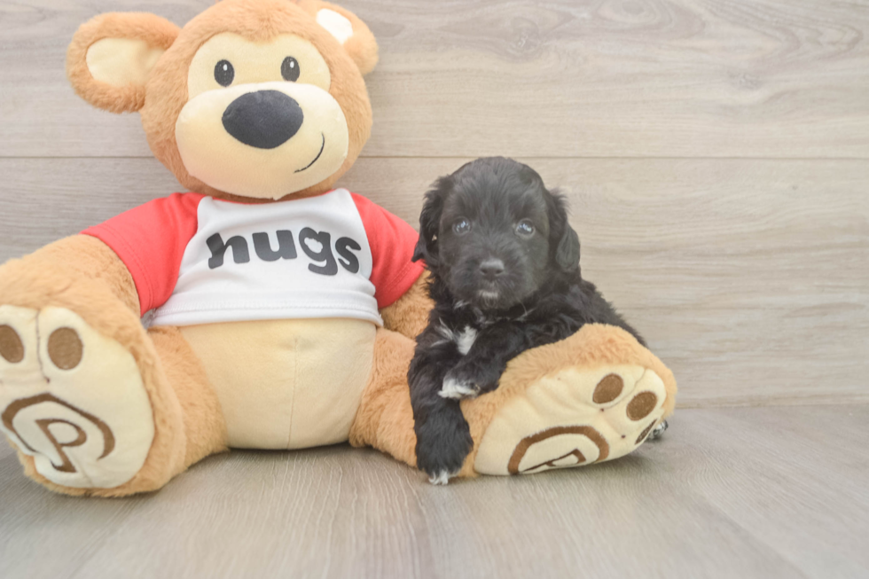 Best Mini Aussiedoodle Baby