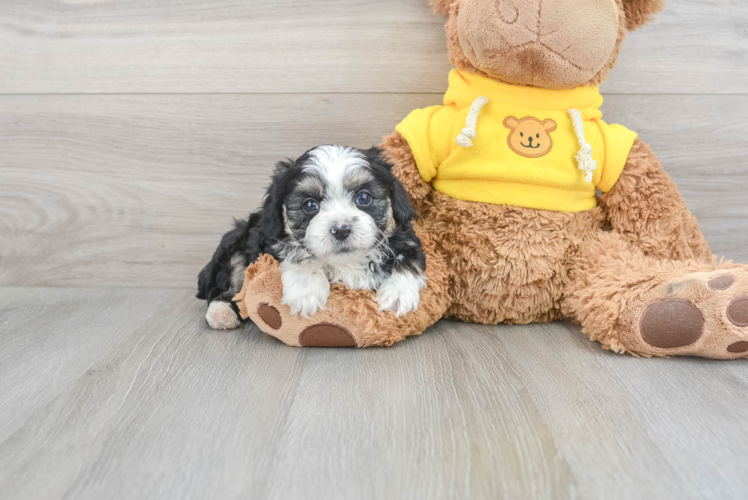 Smart Mini Aussiedoodle Poodle Mix Pup