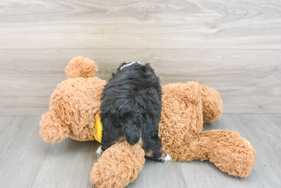 Best Mini Aussiedoodle Baby