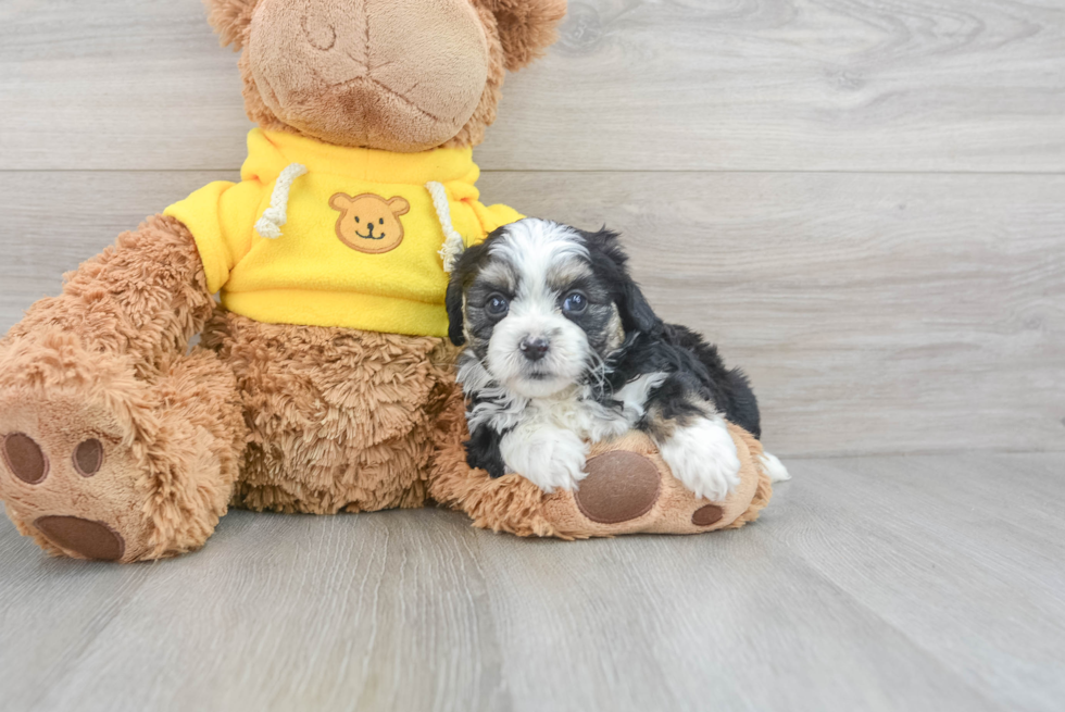 Sweet Mini Aussiedoodle Baby