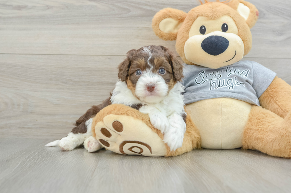 6 week old Mini Aussiedoodle Puppy For Sale - Seaside Pups