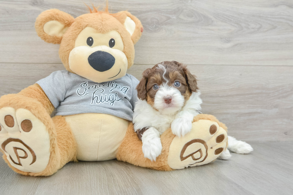 Mini Aussiedoodle Puppy for Adoption