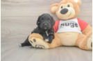Mini Aussiedoodle Pup Being Cute