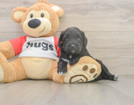 7 week old Mini Aussiedoodle Puppy For Sale - Seaside Pups