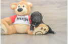 Mini Aussiedoodle Puppy for Adoption