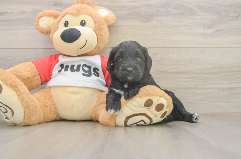 5 week old Mini Aussiedoodle Puppy For Sale - Seaside Pups