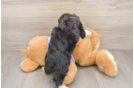 Mini Aussiedoodle Pup Being Cute