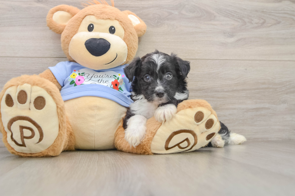 Adorable Aussiepoo Poodle Mix Puppy